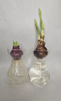 Forcing Vase Gift kit (1 vase, 2 bulbs/kit)